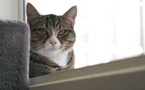 Cats at the SPCA Wellington centre enjoy listening in to RNZ Concert