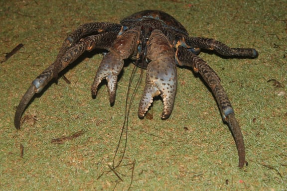 A photo of a fully grown uga, weighing approximately 3-4kgs