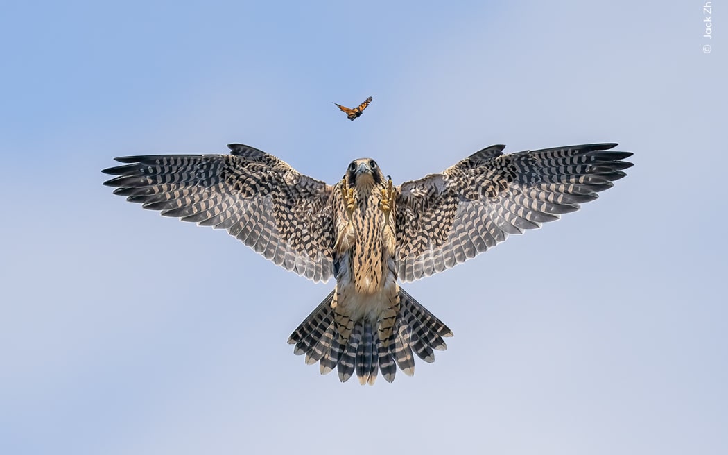 One judge said this play-hunting butterfly moment is an 