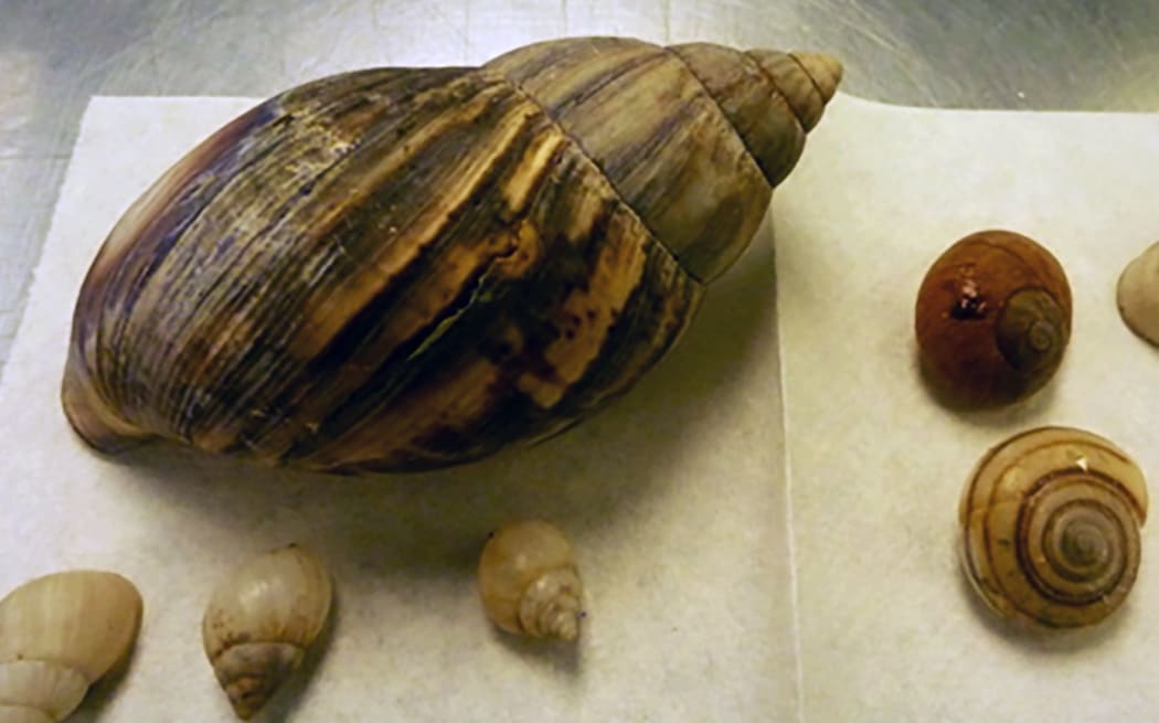 A giant snail carrying eggs has been apprehended at Auckland airport.