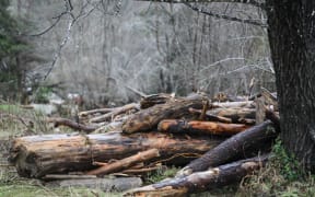 Taloga Bay, heavy rain forced piles of wood onto farmland.