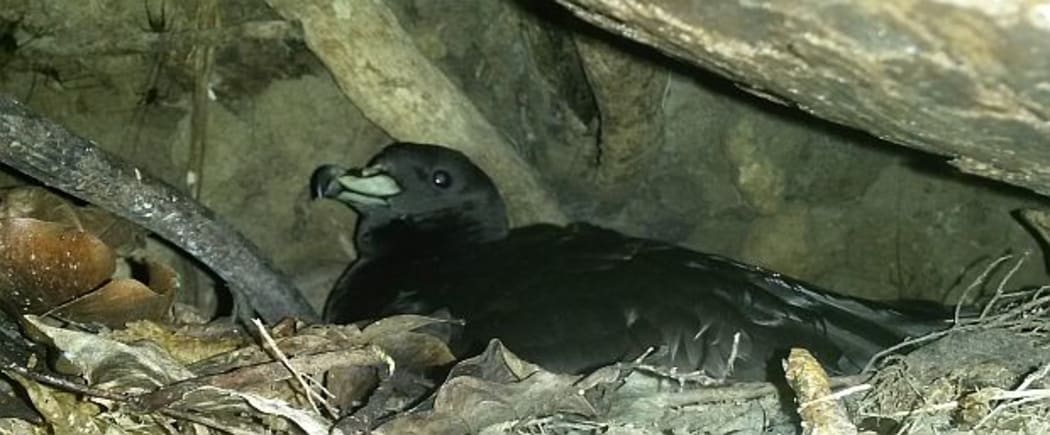 A black petrel incubating an egg, in a nest chamber it has excavated under a large puriri tree at Glenfern Sanctuary