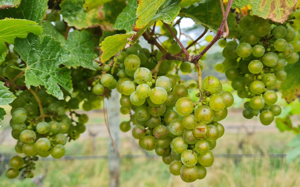 Greystone Vineyard
