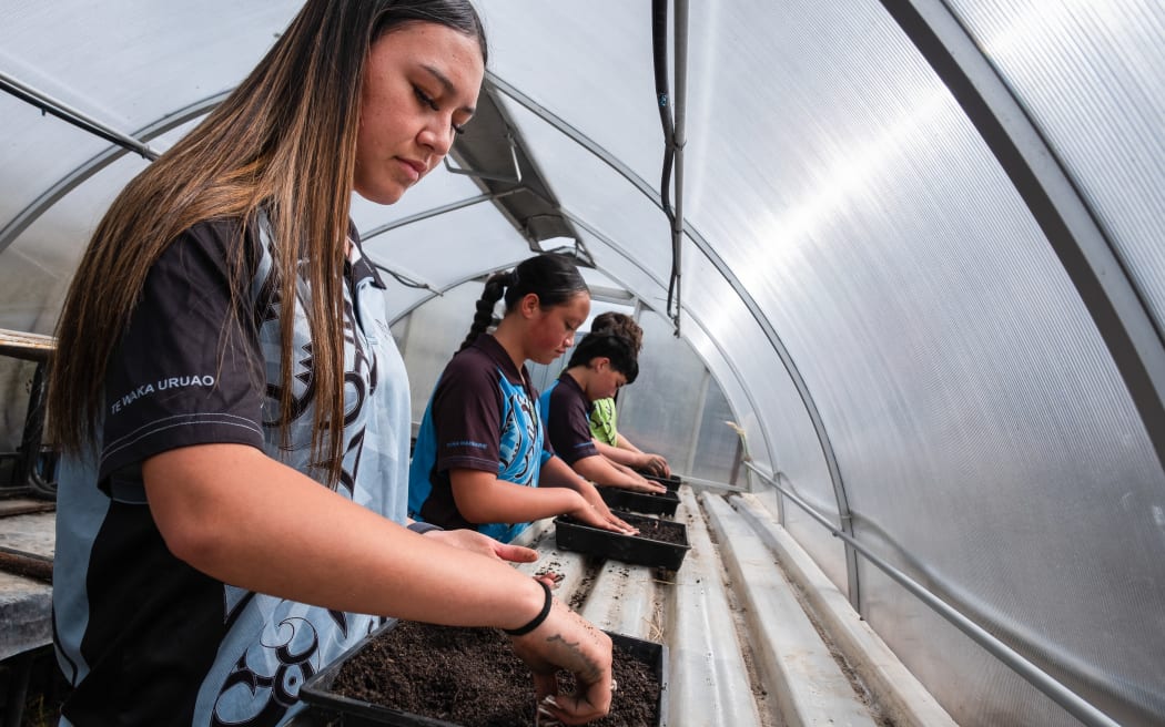 Four students of Te Pā o Rākaihautū, a kura-a-iwi in Ōtautahi, are photographed planting seedlings in a greenhouse.