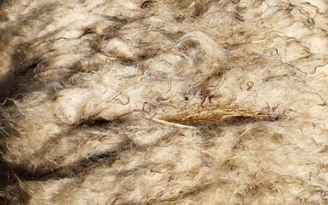 Wool