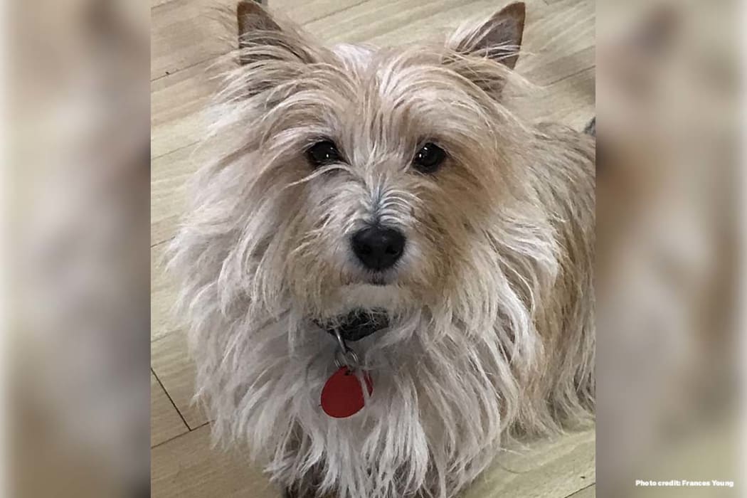 A white fluffy dog.