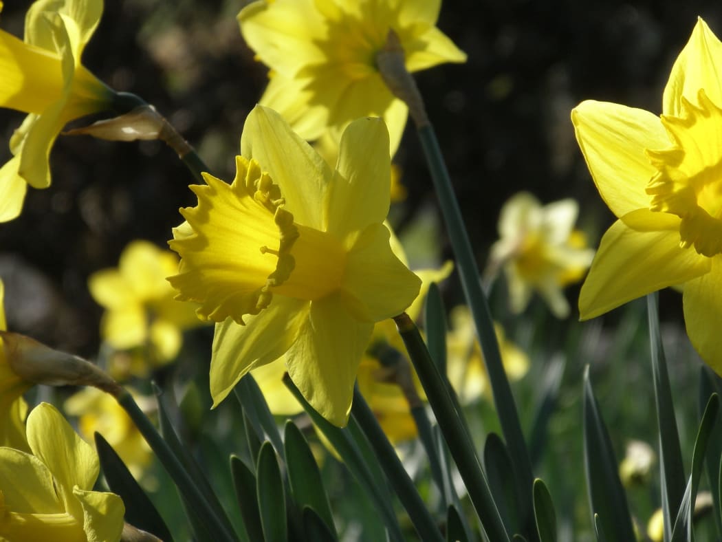 Daffodils in the sun