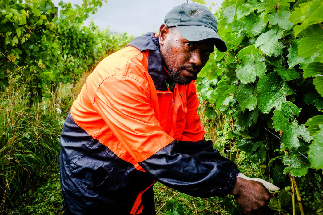 RSE Worker Andre Vegen from Vanuatu prunes grapes in a Marlborough vineyard.
