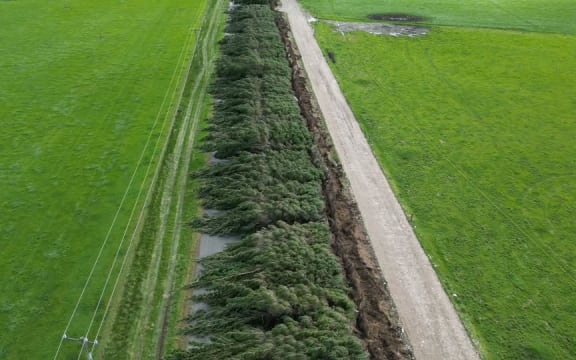 A row of pine trees have been blown over near Culverden.