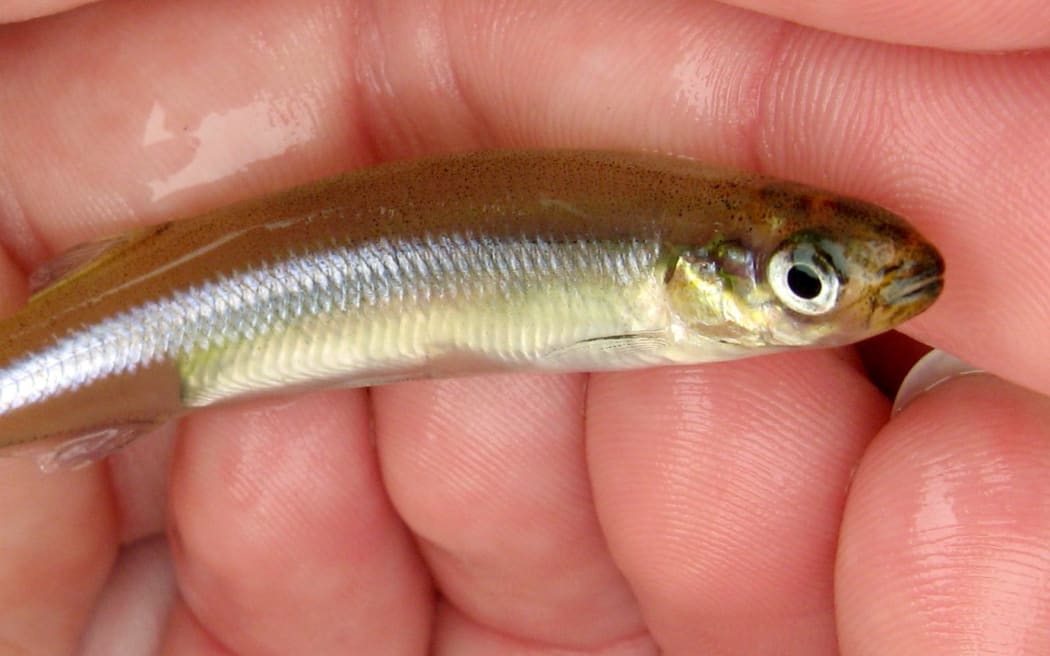 Common smelt