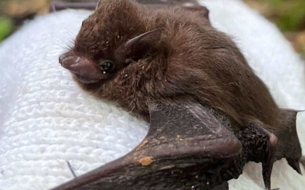 The Pacific Sheath-tailed bat population is seeing a rapid global decline and is listed as Endangered under the International Union for Conservation of Nature Red List of Threatened Species.