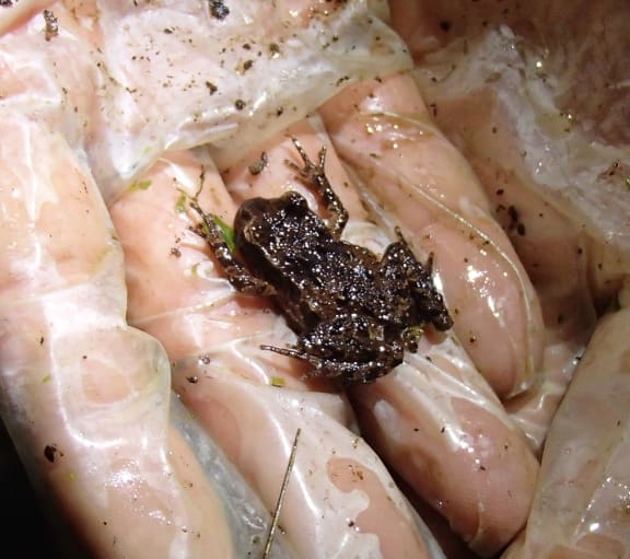 A frog on a wet gloved hand (it was raining)