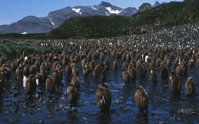 A colony of juvenile king penguins on the British Overseas Territory of South Georgia.