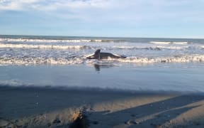 The adult orca was first noticed by a member of the public at a beach north of Waimairi.