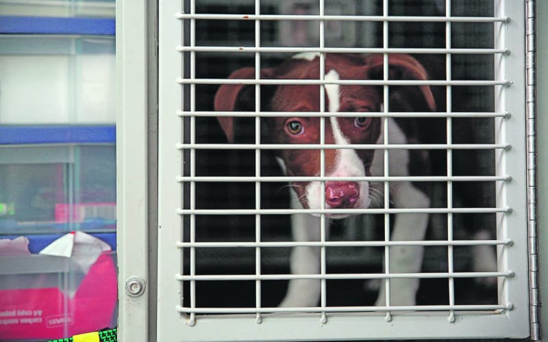 22 dogs and puppies uplifted from Ōpōtiki property | RNZ
