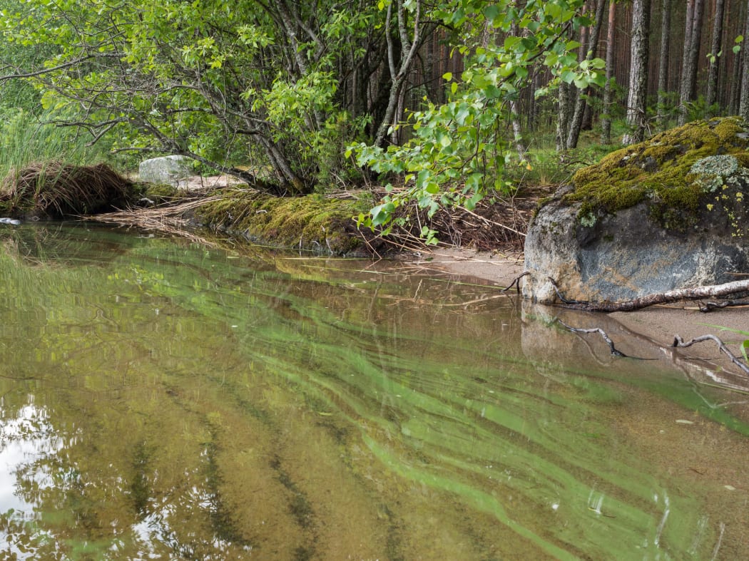 Cyanobacteria blooming in shallow water near shore