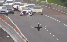 A swan on the Northern Motorway.