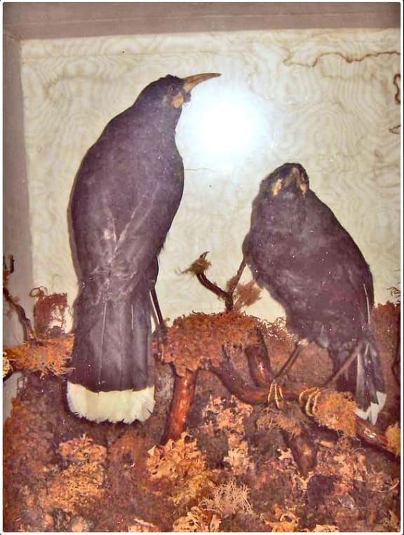 The two huia which used to be at the Dannevirke Gallery of History, however the smaller female bird (right) was stolen and its whereabouts is still unknown.