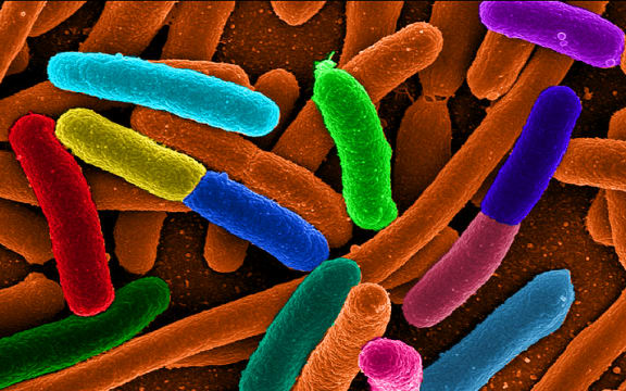 Escherichia coli - one of the many species of bacteria present in the human gut