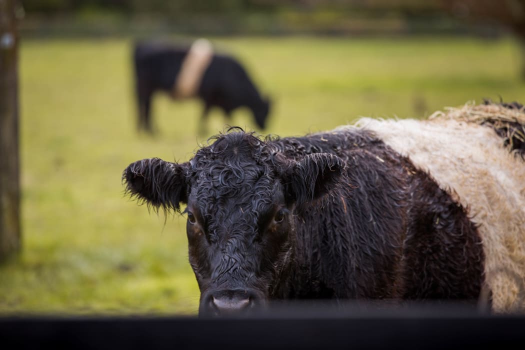 Cows in a paddock in the Hawke's Bay area