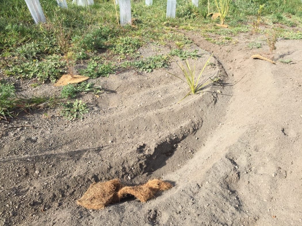 Damage to plants on the reserve on the banks of Wairarapa Moana / Lake Wairarapa
