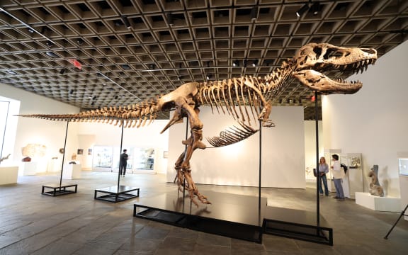 "Gus", a mounted Tyrannosaurus Rex skeleton, one of the largest T. rex ever found, is pictured during a press preview at the Sotheby's Breuer building in New York, on July 1, 2026. The 67-million-year-old skeleton, found during an excavation on private land in South Dakota and comprising 183 fossil bones, representing up to 80% of the animal’s total bone mass, making it one of the most complete T. rex fossils ever found, will be put to auction as part of the "Summer Season at the Breuer" from late June through mid-August 2026. (Photo by TIMOTHY A. CLARY / AFP)