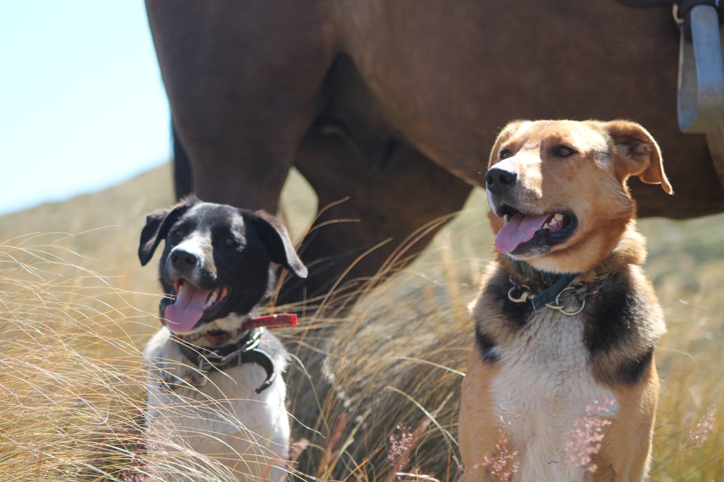 Dogs taking a rest after a morning's work mustering cattle
