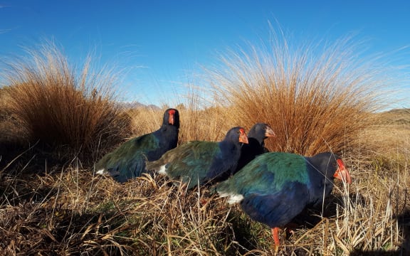 A family of takahē