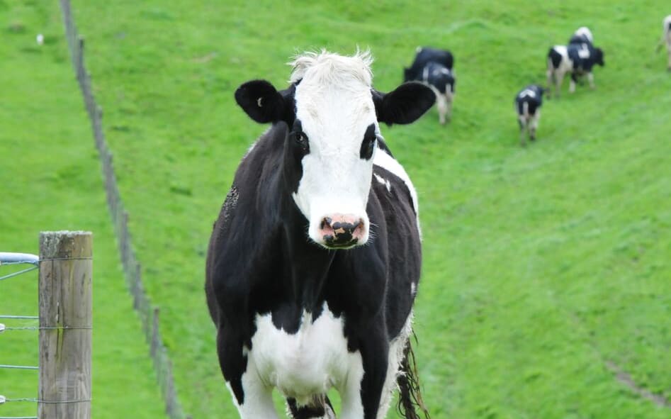 Cattle