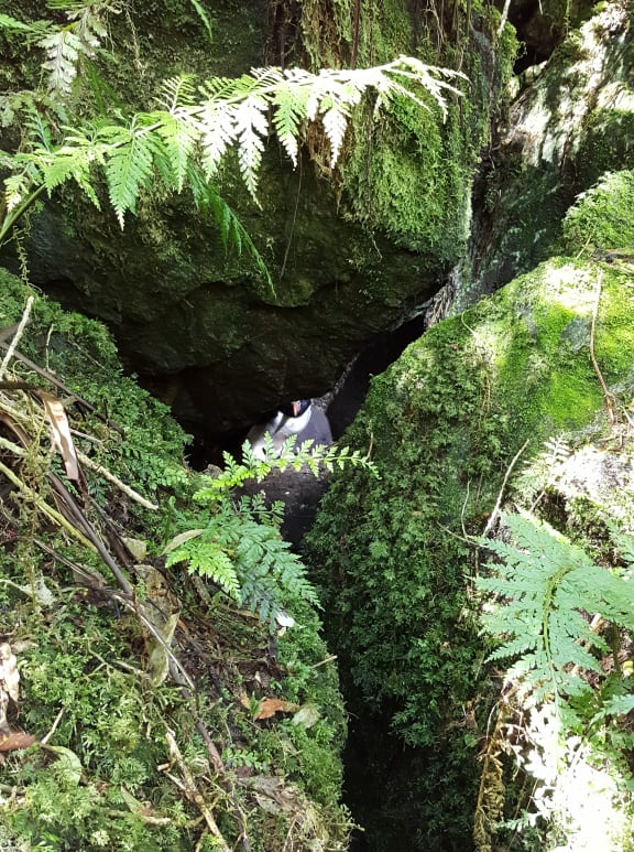 Tawaki nest amongst large boulders in dense rainforest.