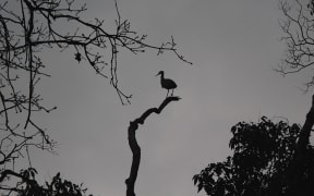 Matuku moana/white-faced heron
