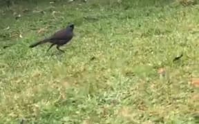 'Hoppy' the kōkako.