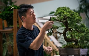 Chinese Bonsai artist Steven Yin