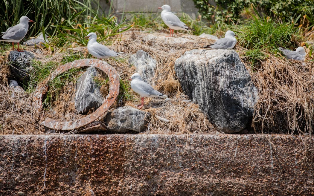 La Copa América obligó a una colonia de gaviotas de pico rojo en peligro de extinción a encontrar un nuevo hogar