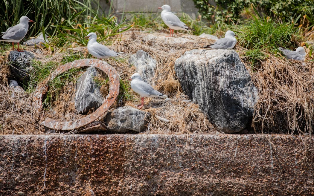 The America's Cup has forced a colony of threatened red-billed seagulls to find a new home