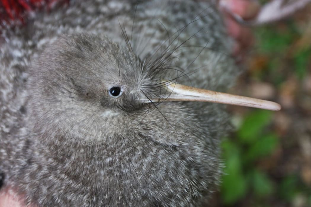 A little spotted kiwi (photo provided by Wellington's Zealandia)