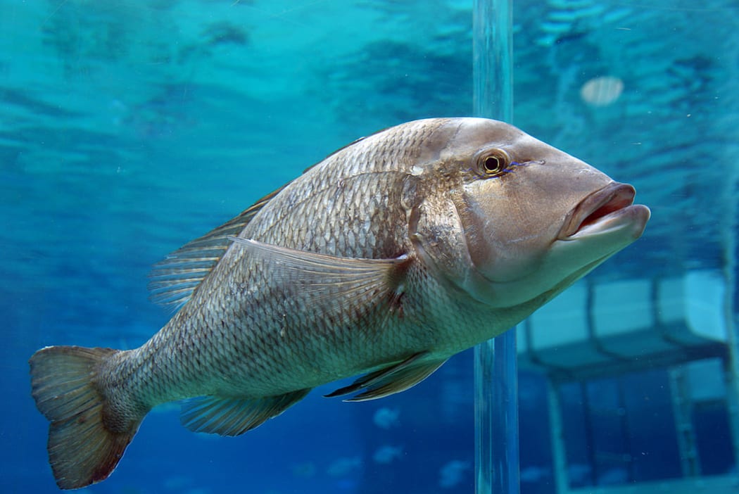The Queensland Groper