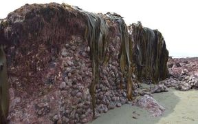 coastal uplift
