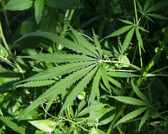 Cannabis plants growing in Oregon