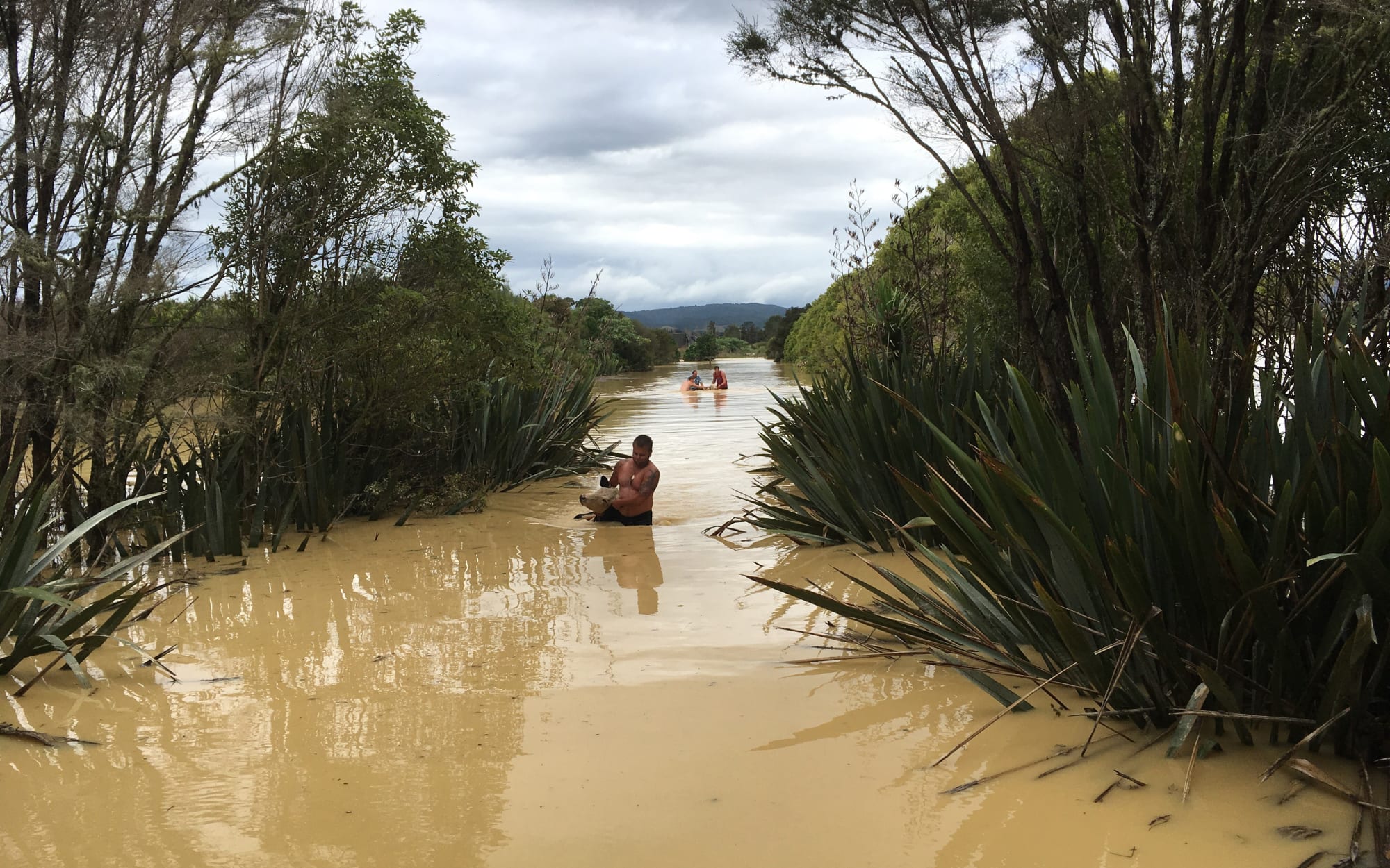 Shaun Brantsma helps rescue stock in south-east Auckland after flooding in March.