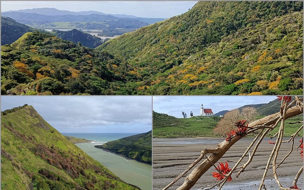 Top: Flowering kowhai splash the forest canopy with gold on the Golden Stairs track at the entrance to Whangape Harbour. Bottom left: Steep hillsides flank the narrow entrance of Whangape Harbour. Bottom right: St Gabriel's church, Pawarenga, viewed through the foliage of a flame tree.