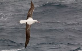 Wandering Albatross