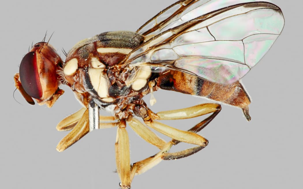 Oriental fruit fly