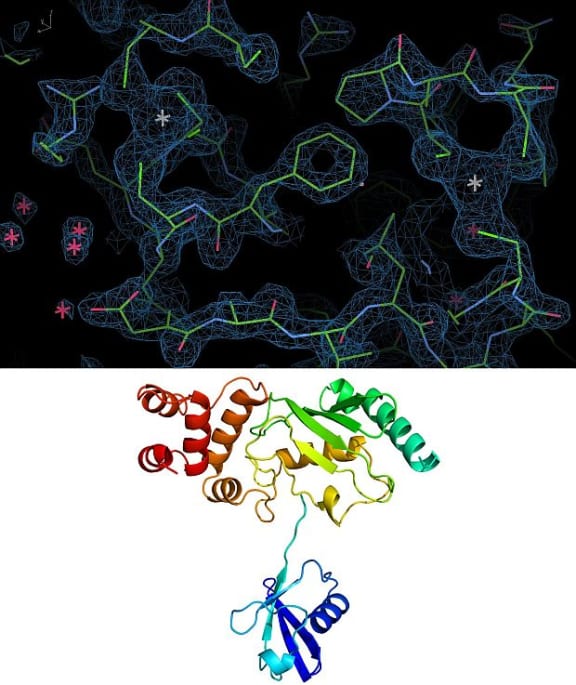 A 3D electron density map of a protein produced after the protein crystal has been x-rayed from 360 different angles (left), and protein structures represented in a ribbon diagram.