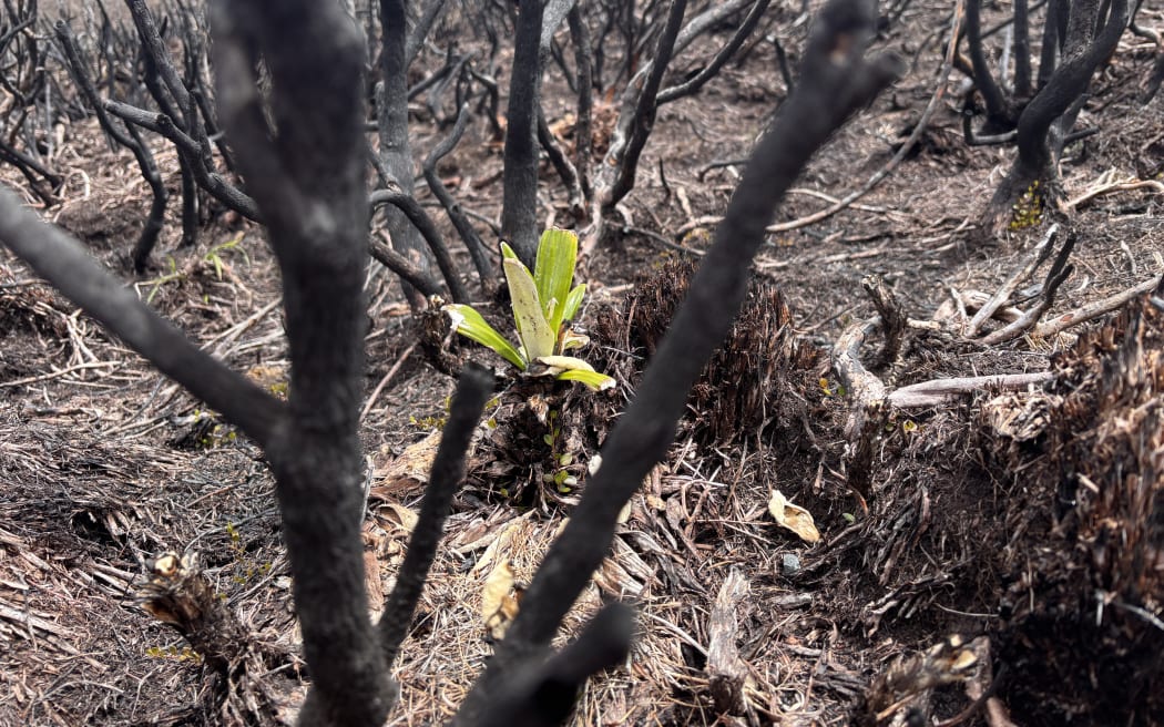 Regrowth after fire at Tongariro National Park.