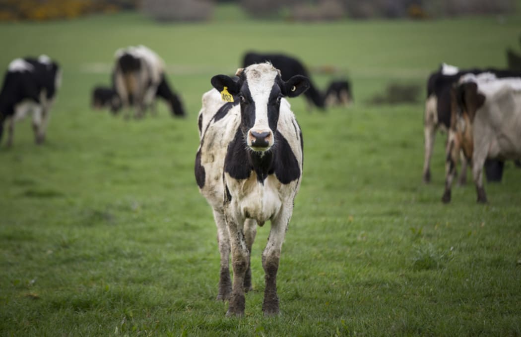 FOR WATER TAX story - Generic cow