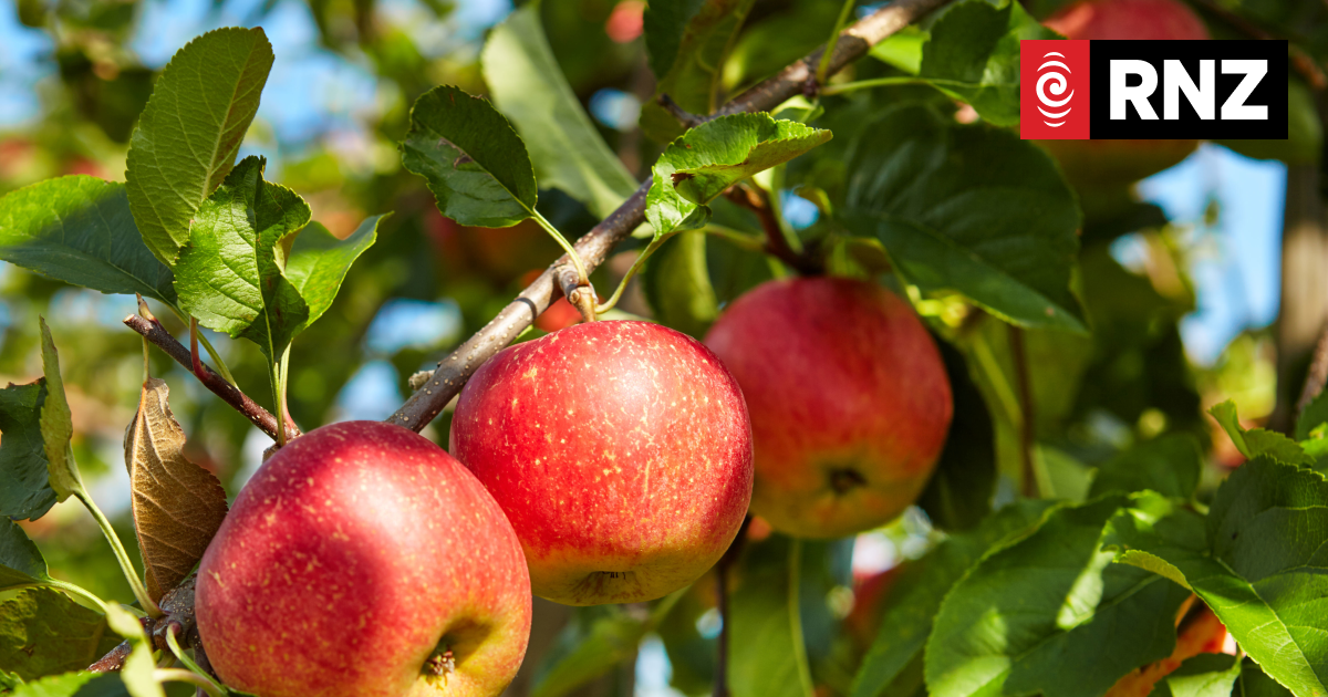 Where have all the apples gone? Cyclone Gabrielle, end of season affecting supply - Vimarsana News