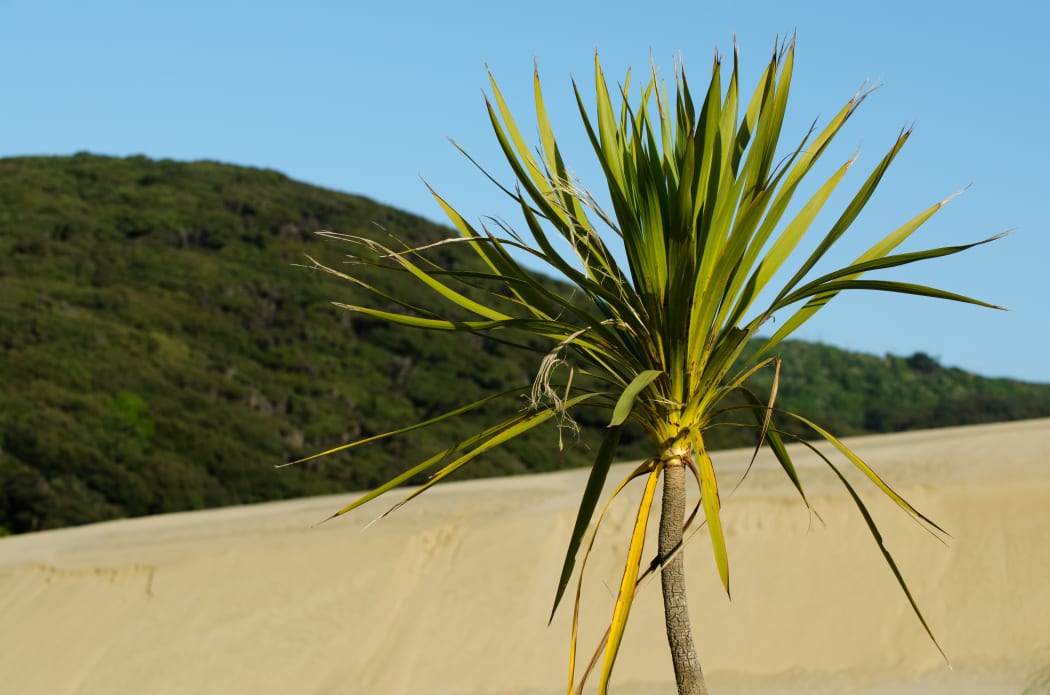 Plant in Te Paki sand dunes in Northland New Zealand.