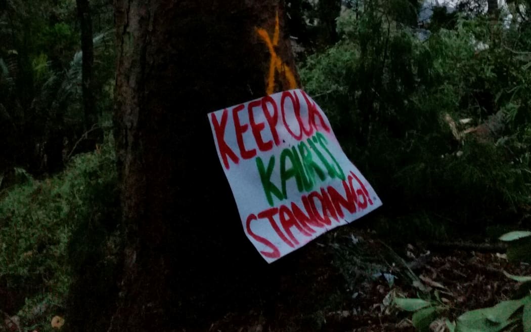 A protest sign on one of the Kauri marked to be cut down.