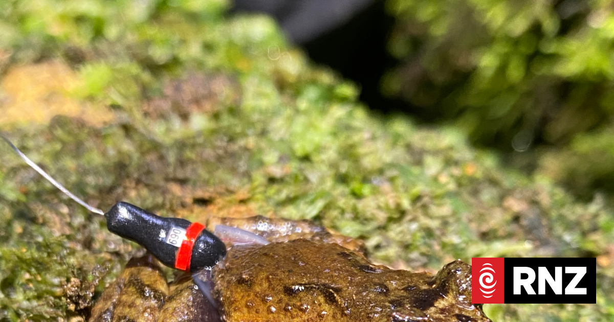 'Tiny backpacks because they are tiny frogs': Researchers track one of NZ's smallest frogs